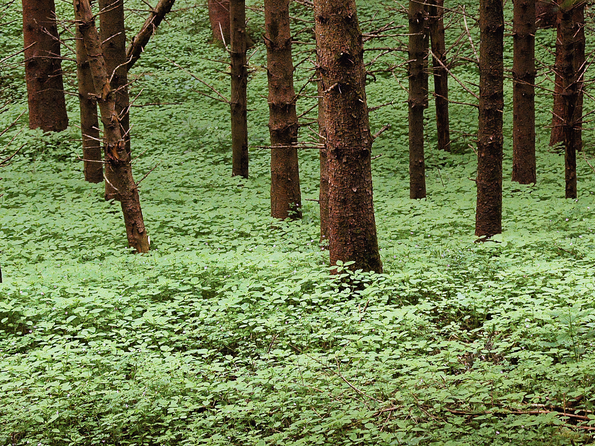 Wald-2